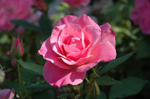A3