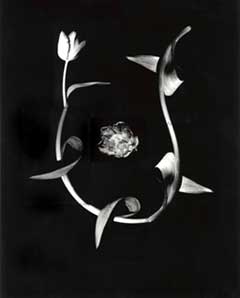 Aperature