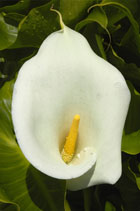 CV14