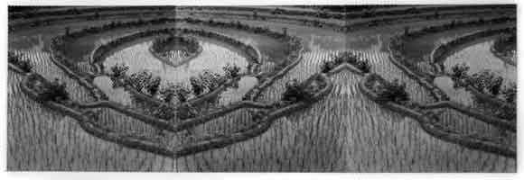 Rice Paddies