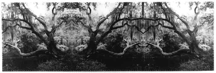 Swamp Ghost