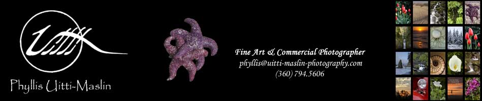 Phyllis Uitti-Maslin ... Fine Art & Commercial Photographer